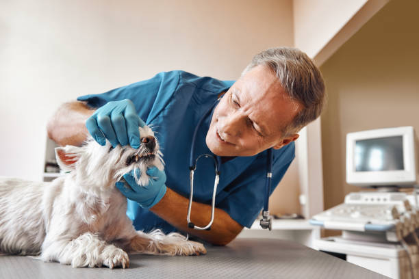 Best Emergency Dental Care for Broken or Chipped Teeth in Plainview, NE